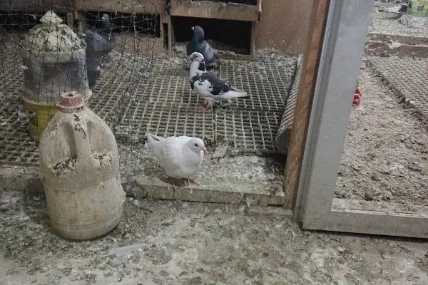 BAĞCILAR BELEDİYESİ FEVZİ ÇAKMAK PARKI - Resim 12