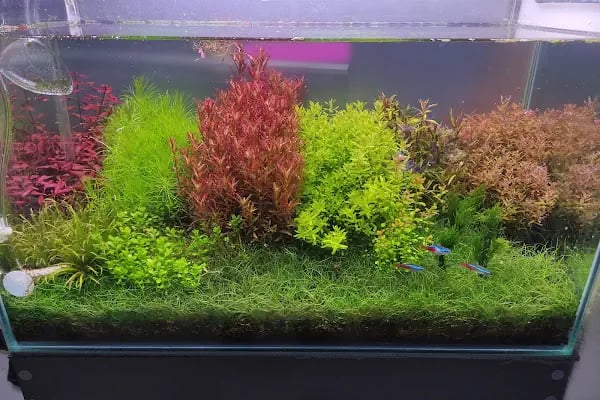 Fındık petshop - Resim 9