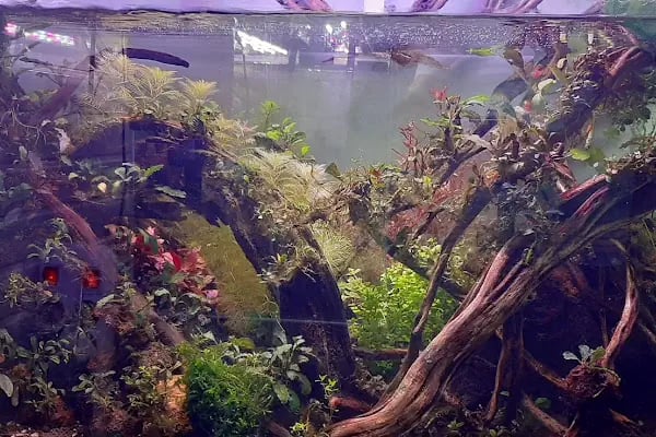 Fındık petshop - Resim 14