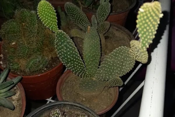 Fındık petshop - Resim 15