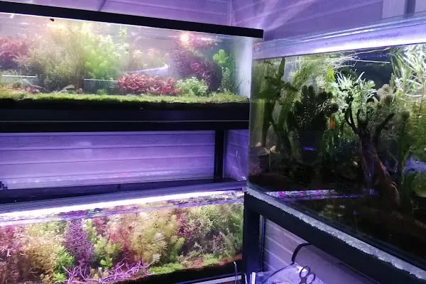 Fındık petshop - Resim 10