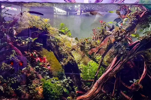 Fındık petshop - Resim 12