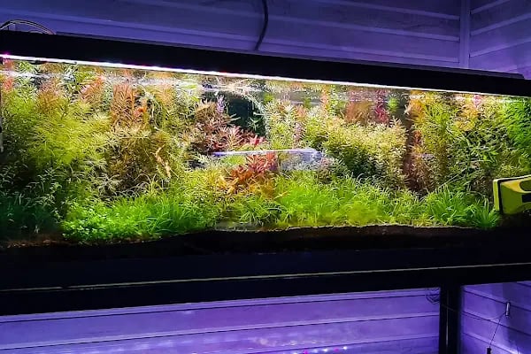 Fındık petshop - Resim 4