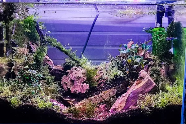 Fındık petshop - Resim 13