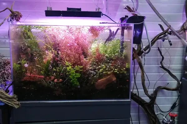 Fındık petshop - Resim 17