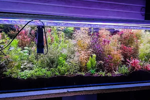 Fındık petshop - Resim 16