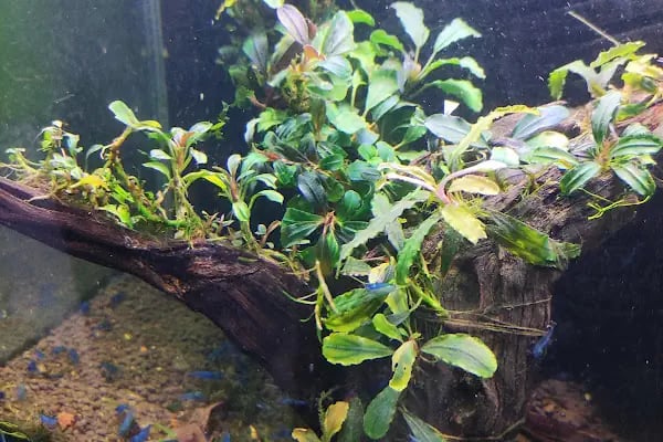Fındık petshop - Resim 6