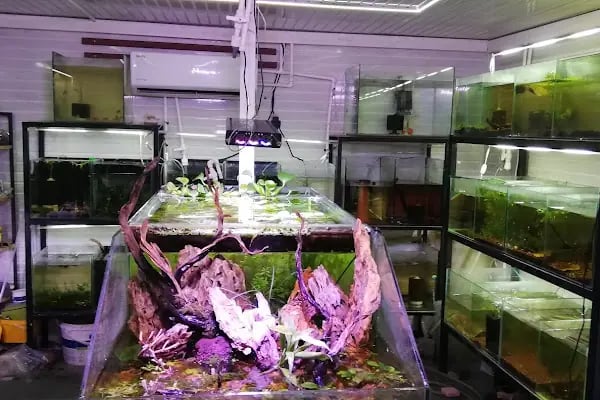 Fındık petshop - Resim 7