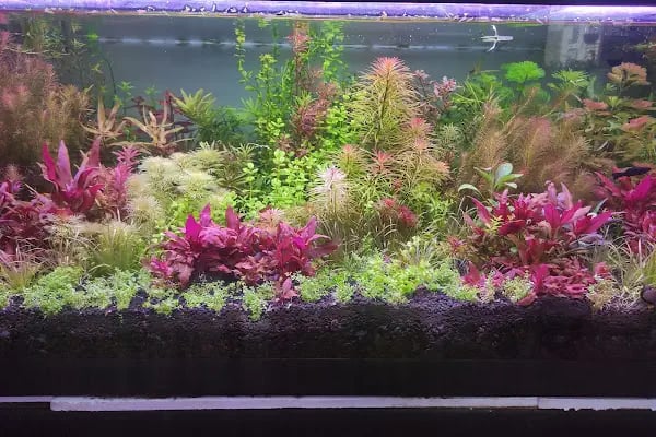 Fındık petshop - Resim 11