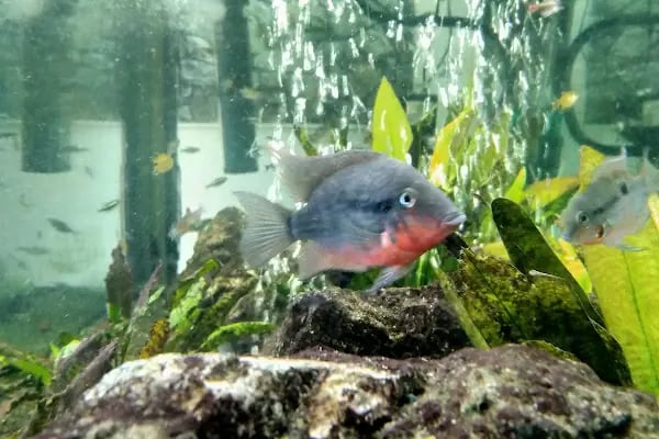 Hyreaqua Akvaryum ve Pet Market - Resim 17