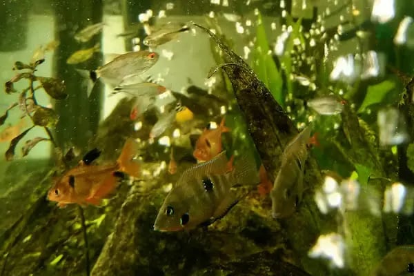 Hyreaqua Akvaryum ve Pet Market - Resim 20