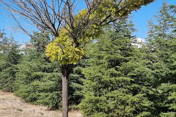 Ankara Üniversitesi Gölbaşı Kampüsü - Resim 20