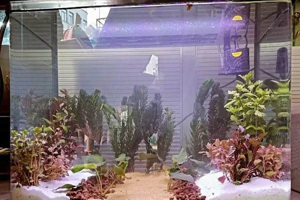 GÜLER PETSHOP - Resim 17