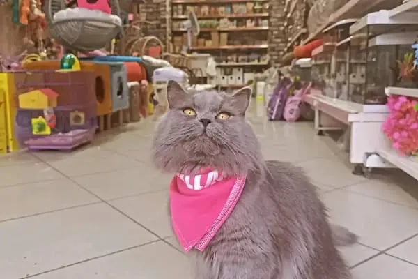 GÜLER PETSHOP - Resim 6