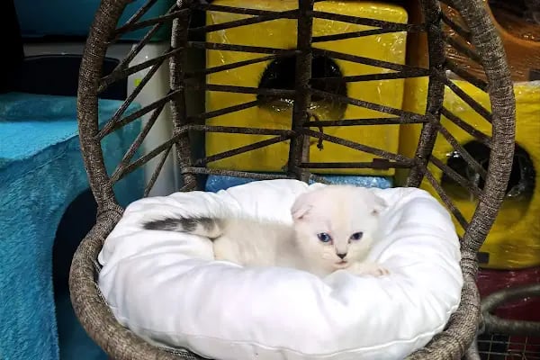 GÜLER PETSHOP - Resim 4