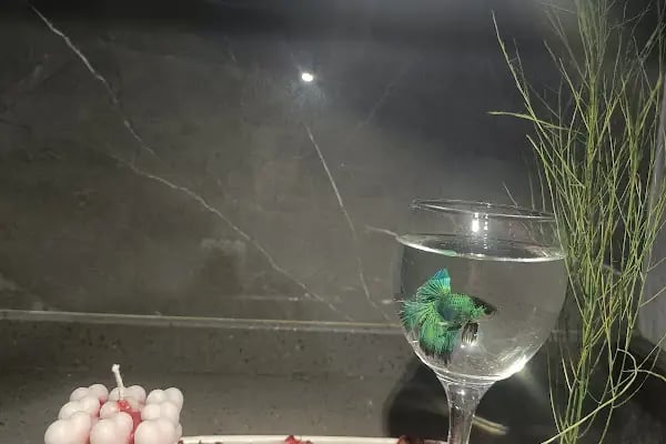 GÜLER PETSHOP - Resim 8
