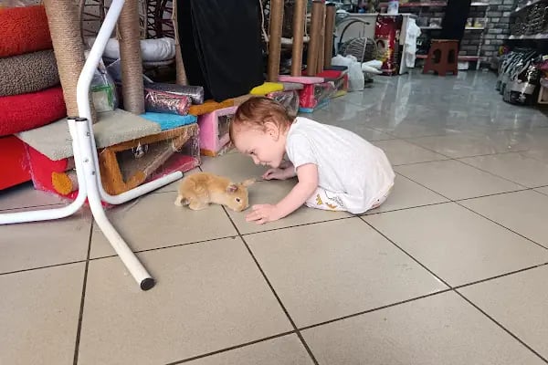 GÜLER PETSHOP - Resim 7
