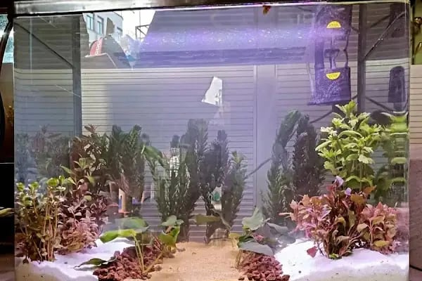 GÜLER PETSHOP - Resim 18