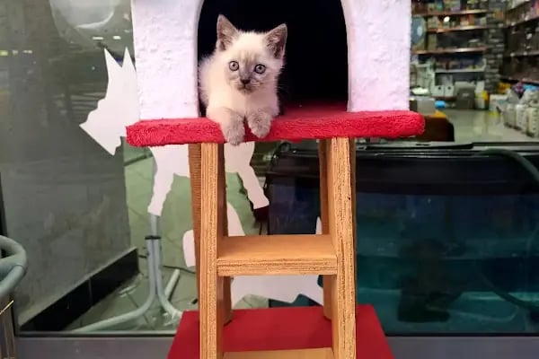 GÜLER PETSHOP - Resim 16