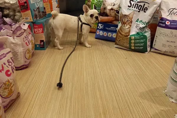 Masal HOBİ EVi - Petshop, Hediyelik Eşya, Takı ve Aksesuar - Resim 5