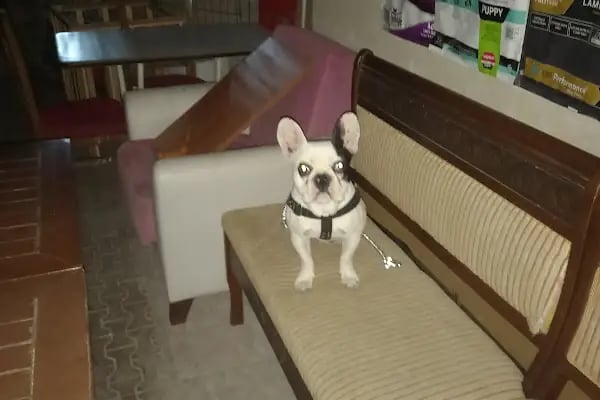 Masal HOBİ EVi - Petshop, Hediyelik Eşya, Takı ve Aksesuar - Resim 12