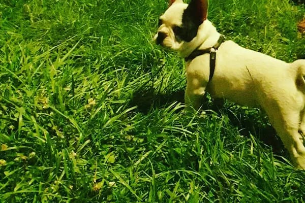Masal HOBİ EVi - Petshop, Hediyelik Eşya, Takı ve Aksesuar - Resim 15