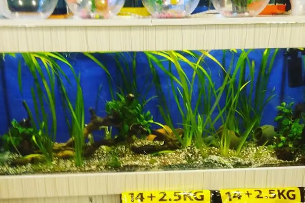 Masal HOBİ EVi - Petshop, Hediyelik Eşya, Takı ve Aksesuar - Resim 7