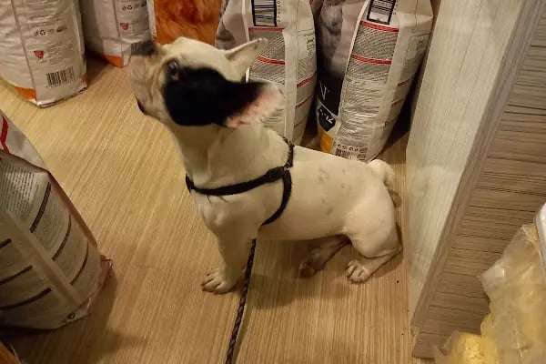 Masal HOBİ EVi - Petshop, Hediyelik Eşya, Takı ve Aksesuar - Resim 4