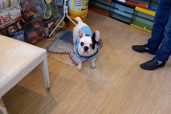 Masal HOBİ EVi - Petshop, Hediyelik Eşya, Takı ve Aksesuar - Resim 9