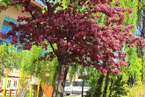 Akyurt Kültür Parkı - Resim 18