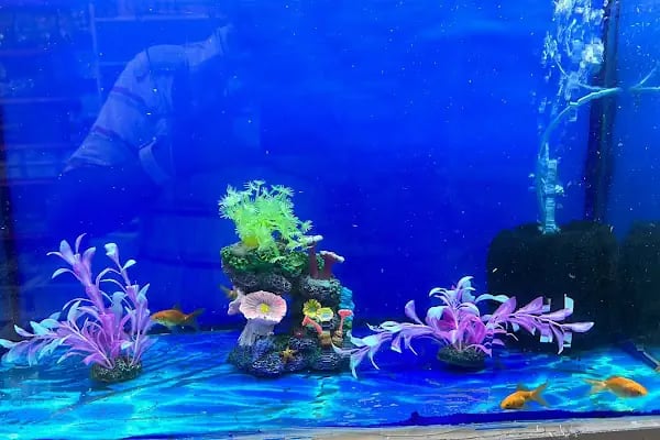 Adan Zye Petshop - Resim 6