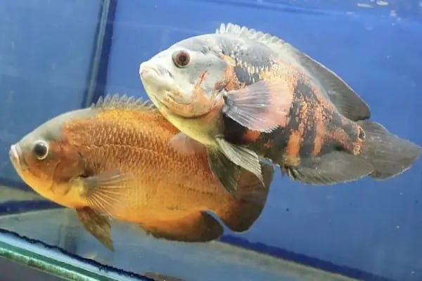 Adan Zye Petshop - Resim 2
