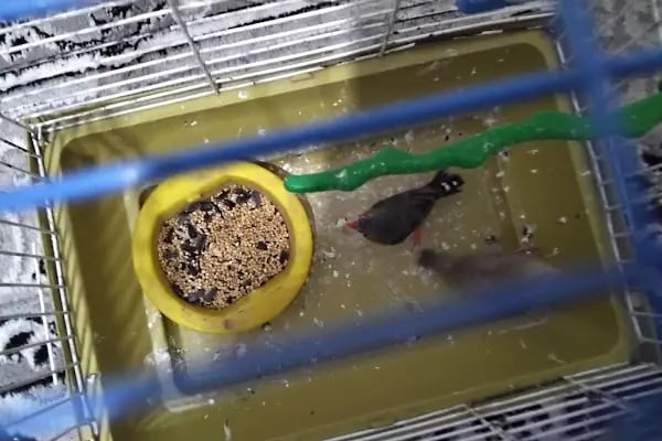 Adan Zye Petshop - Resim 7