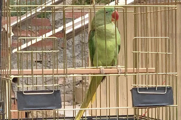 Adan Zye Petshop - Resim 5