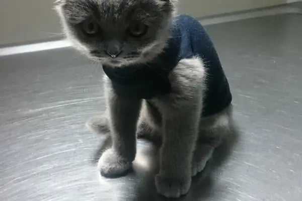 Kenez Veteriner Kliniği - Resim 19