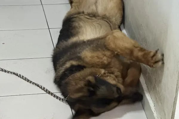 Kenez Veteriner Kliniği - Resim 15