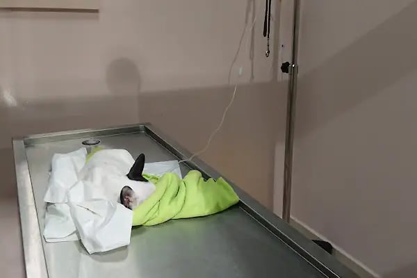 Akdeniz Veteriner Kliniği - Resim 15