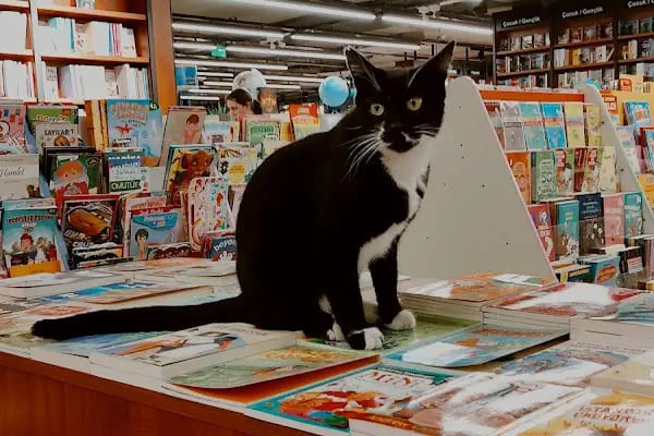 Penguen Kitabevi İçerenköy - Resim 18