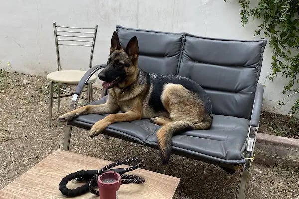 Keçiören Pet Level Veteriner Klinik - Resim 16
