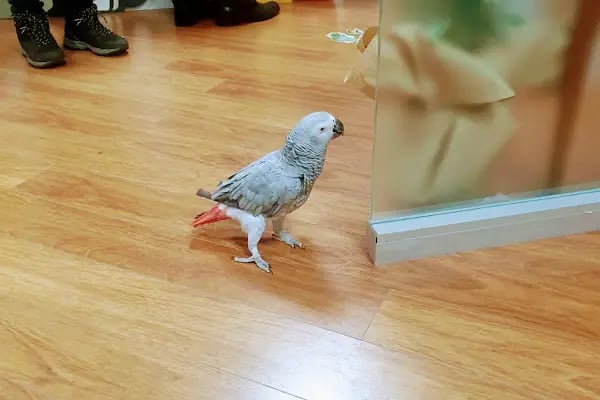 Keçiören Pet Level Veteriner Klinik - Resim 11