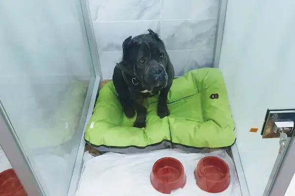 Keçiören Pet Level Veteriner Klinik - Resim 2