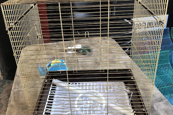 Aykan Gölcük Pet Shop - Resim 4