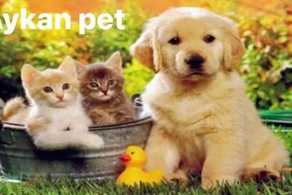 Aykan Gölcük Pet Shop - Resim 2