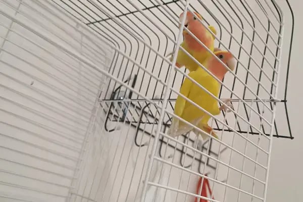Seda Akvaryum &amp; Pet Shop - Resim 16