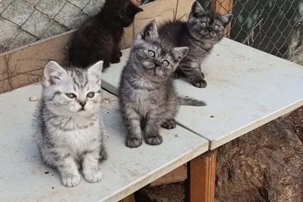 Seda Akvaryum &amp; Pet Shop - Resim 3