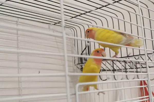 Seda Akvaryum &amp; Pet Shop - Resim 20