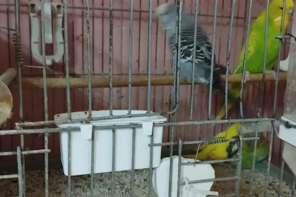 Seda Akvaryum &amp; Pet Shop - Resim 6