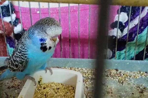 Seda Akvaryum &amp; Pet Shop - Resim 8