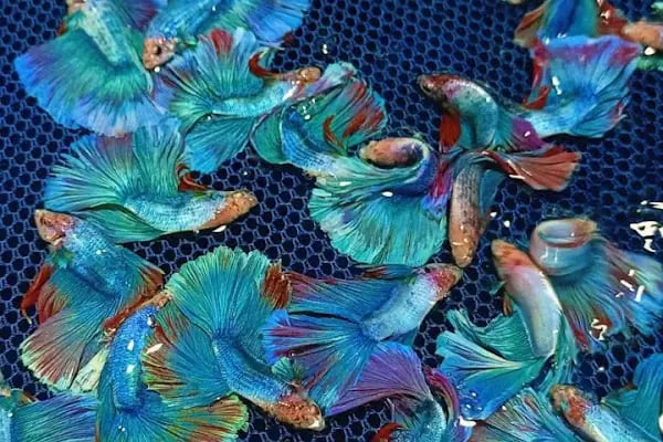 Seda Akvaryum &amp; Pet Shop - Resim 4