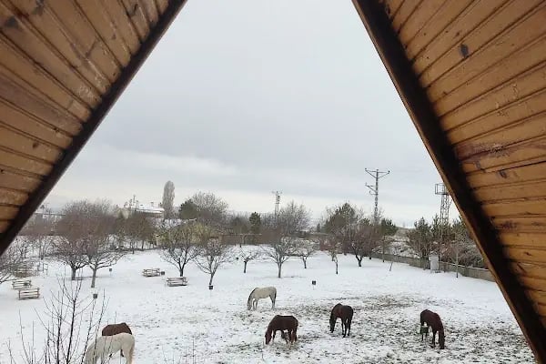 Hara Ankara Binicilik Kulübü - Resim 18